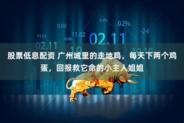 股票低息配资 广州城里的走地鸡，每天下两个鸡蛋，回报救它命的小主人姐姐